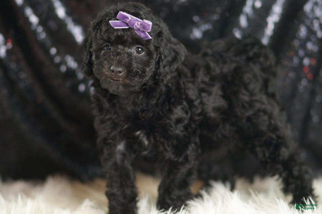 Mini Goldendoodle dogs for sale: Smiles - Image 4
