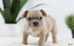 French Bulldog dogs for sale: Turbo - Image 1