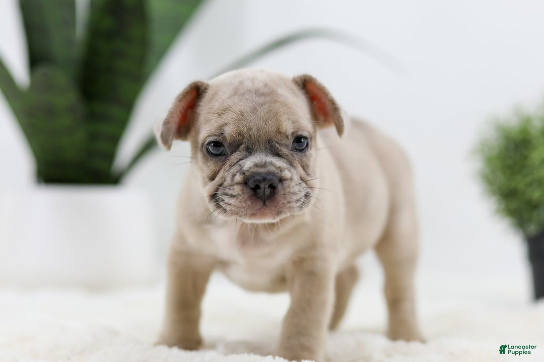 French Bulldog dogs for sale: Turbo - Image 1