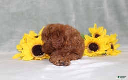 Miniature Poodle dogs for sale: Velcro - Image 9