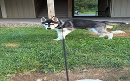 Gerberian Shepsky dogs for sale: Stormy - Image 8