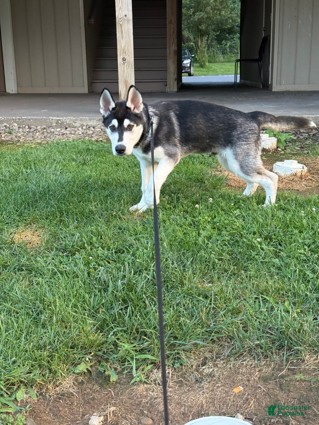 Gerberian Shepsky dogs for sale: Stormy - Image 8