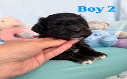 Maltipoo dogs for sale: Johnny - Image 1