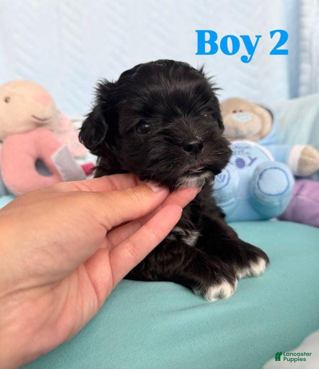Maltipoo dogs for sale: Johnny - Image 1