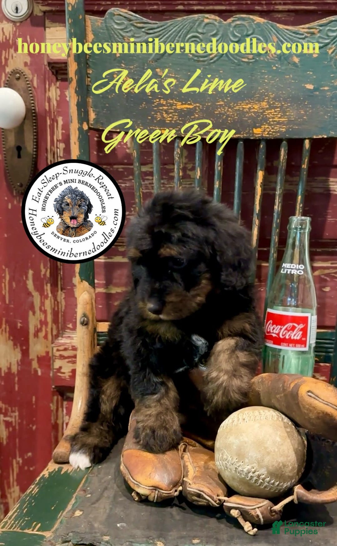 Mini Bernedoodle dogs for sale: Aelas Lime Green Boy - Image 11
