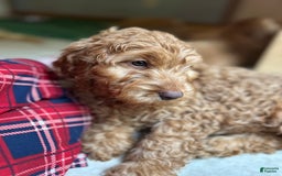 Goldendoodle dogs for sale: Goldendoodle 5 puppies - Image 27
