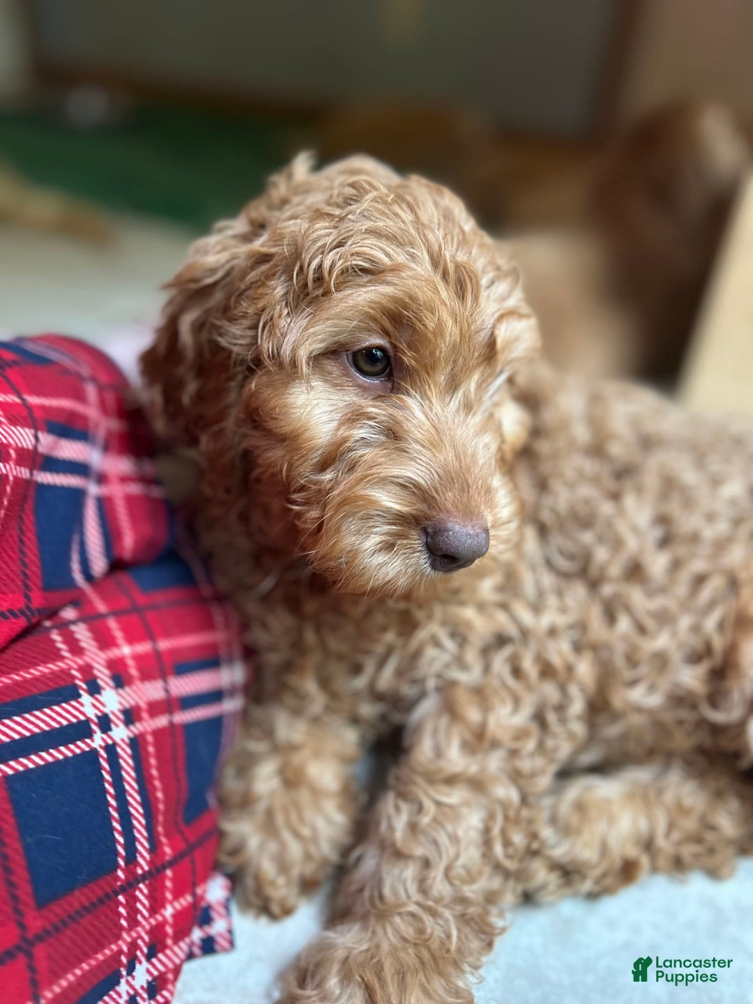 Goldendoodle dogs for sale: Goldendoodle 5 puppies - Image 27