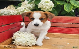 Jack Russell Terrier dogs for sale: Teddy - Image 1