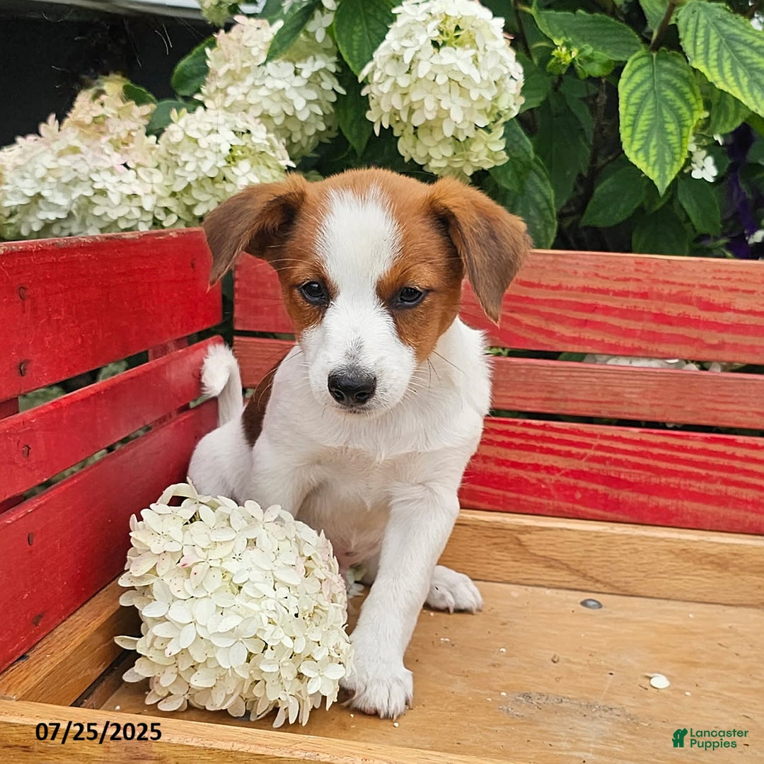 Jack Russell Terrier dogs for sale: Teddy - Image 1
