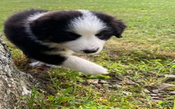 Australian Shepherd dogs for sale: Meg H6 Natural Bobtail - Image 1