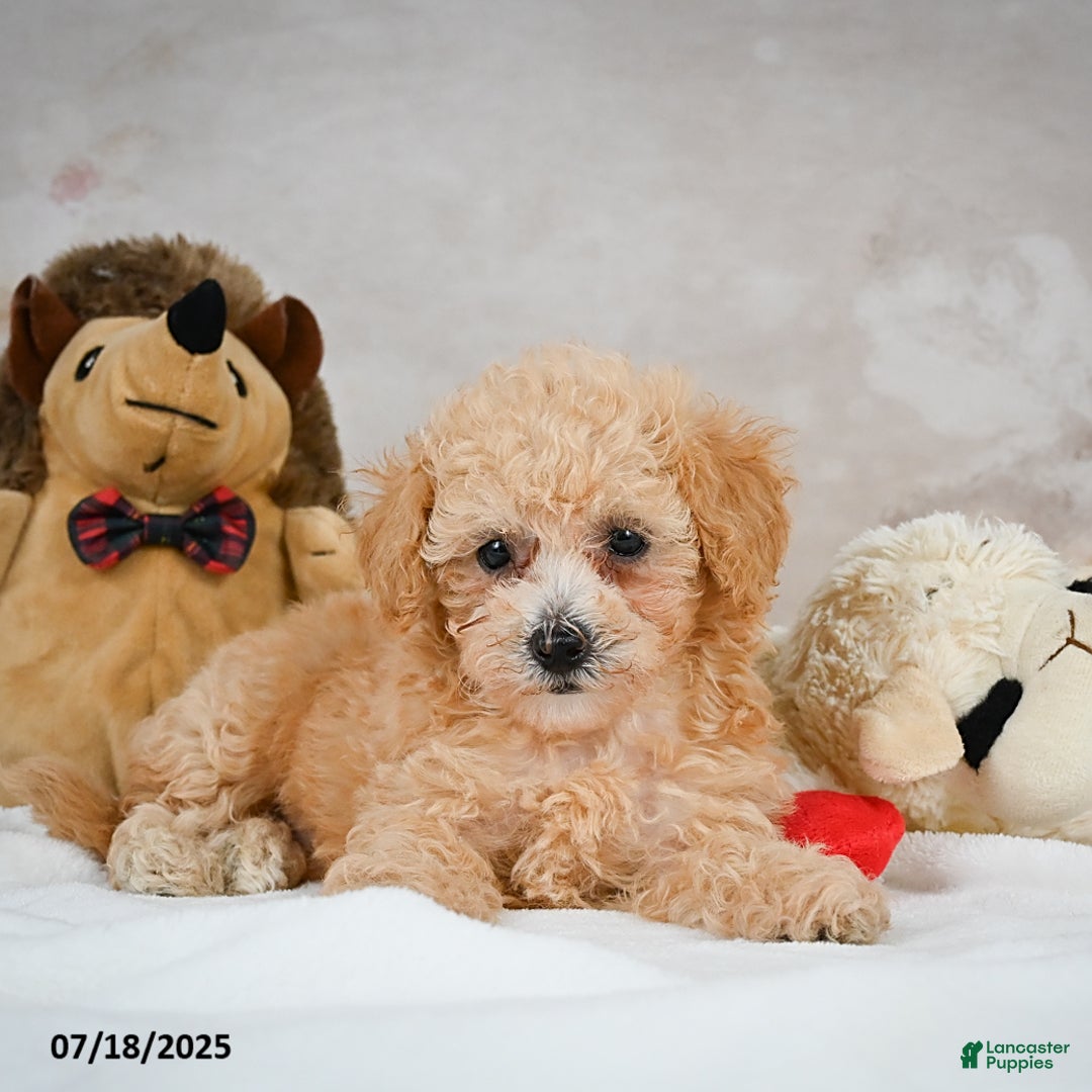 Bichpoo dogs for sale: Dixie - Image 10