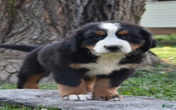 Bernese Mountain Dog dogs for sale: Rover - Image 1