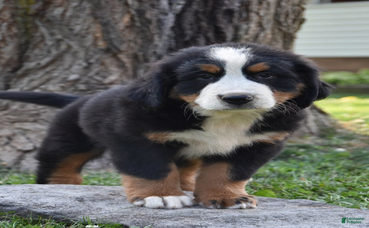 Bernese Mountain Dog dogs for sale - Ad 1