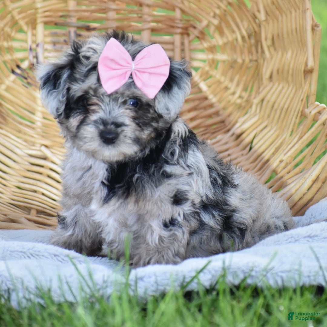 Yorkiepoo dogs for sale: Prissie - Image 5
