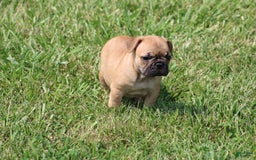 French Bulldog dogs for sale: Sheila - Image 22