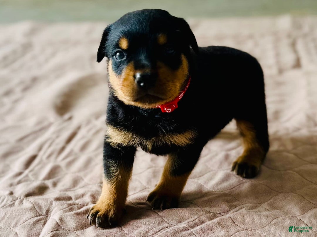 Rottweiler dogs for sale: Red Collar - Image 4