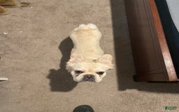 French Bulldog dogs for sale: Whiskey - Image 6