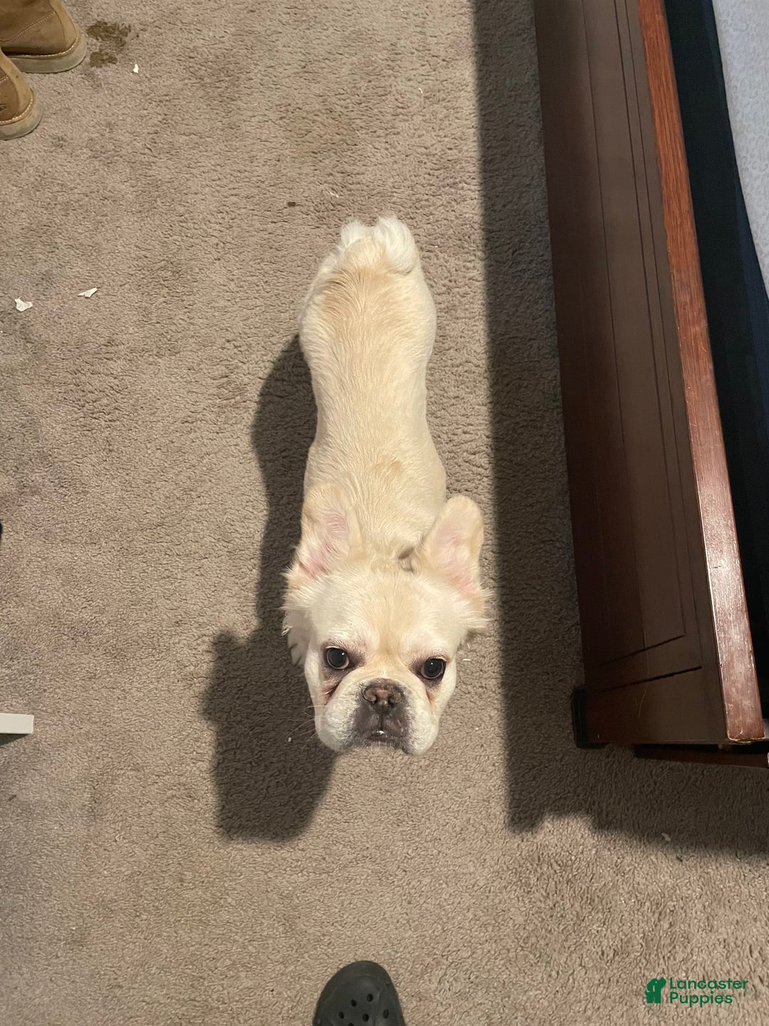 French Bulldog dogs for sale: Whiskey - Image 6