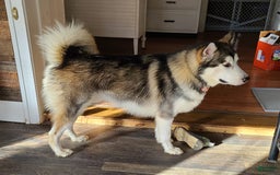 Alaskan Malamute dogs for sale: Red Collar - Image 4