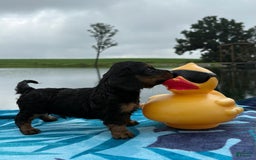 Miniature Dachshund dogs for sale: Rocky - Image 3