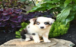 Miniature Australian Shepherd dogs for sale: Holly - Image 9