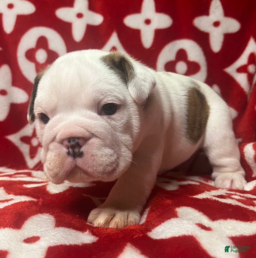 English Bulldog dogs for sale: Ricky - Image 1