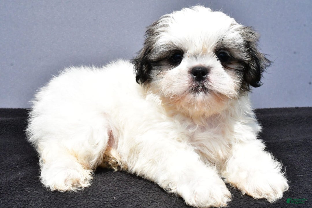 Shih Tzu dogs for sale: Domino - Image 6