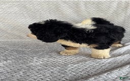 Mini Bernedoodle dogs for sale: Milo - Image 10