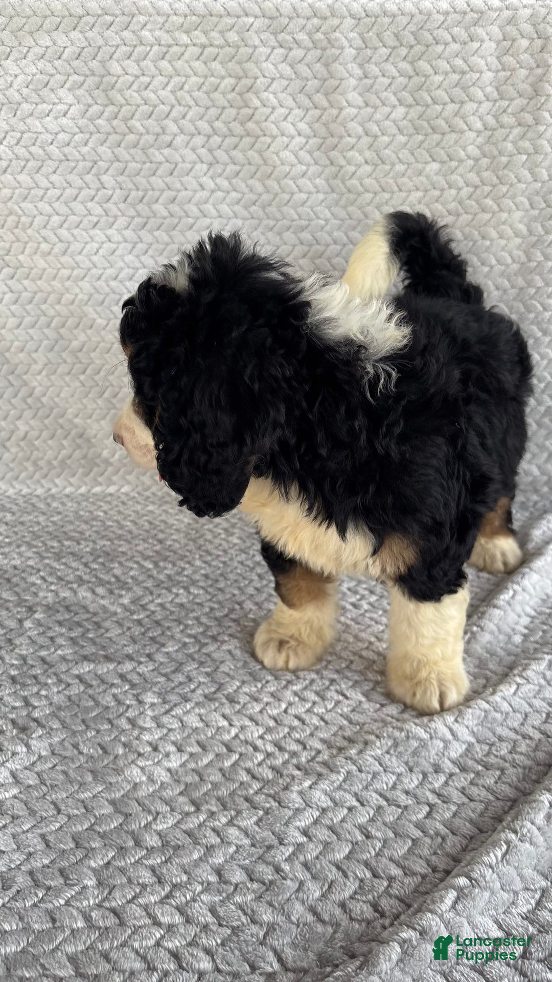 Mini Bernedoodle dogs for sale: Milo - Image 10