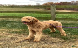 Goldendoodle dogs for sale: Kobe F2b - Image 28