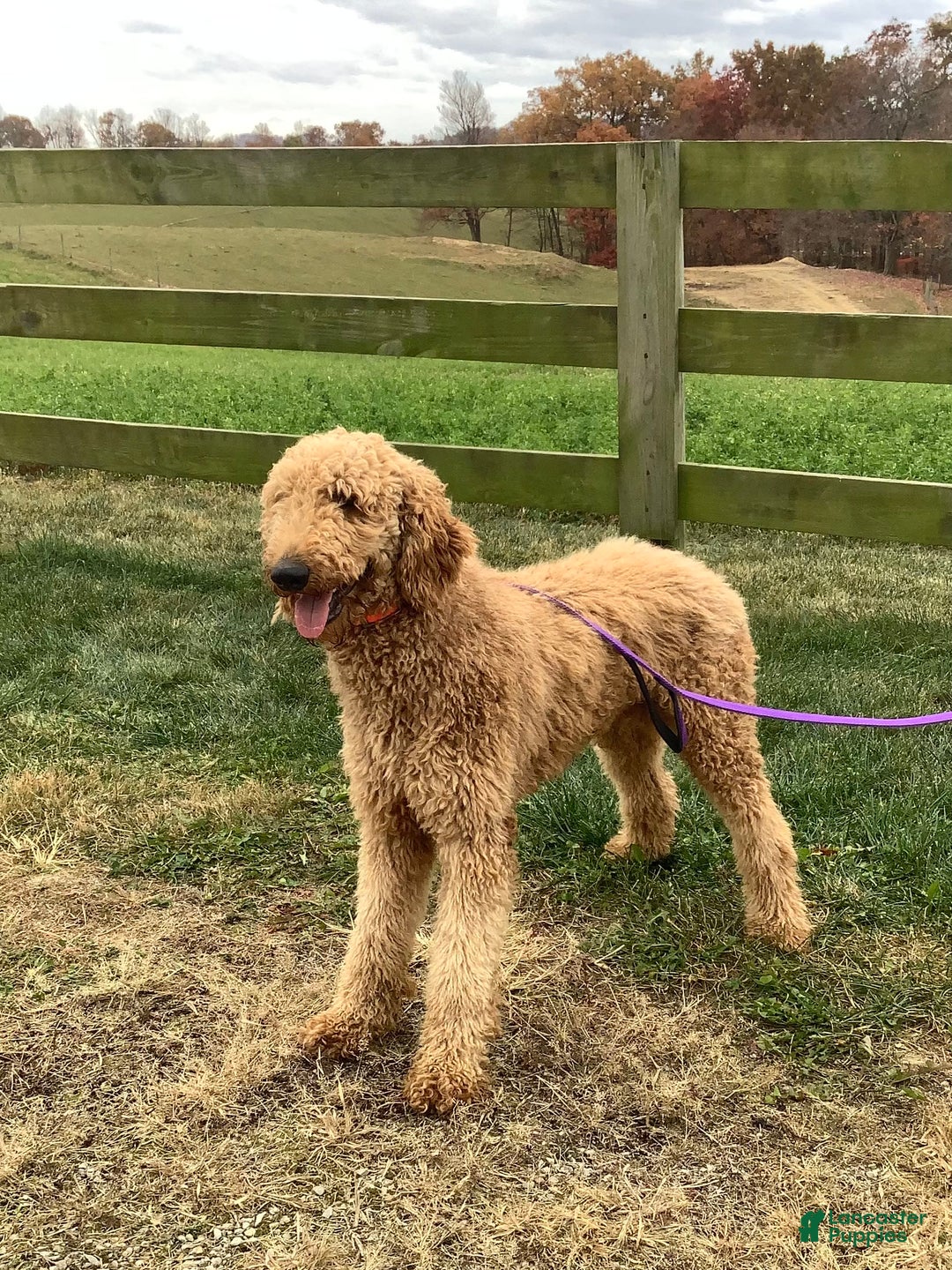 Goldendoodle dogs for sale: Kobe F2b - Image 28