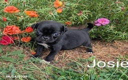 Pug dogs for sale: Josie - Image 2
