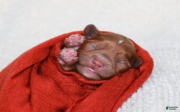 Cavapoo dogs for sale: Tumbletwig - Image 3