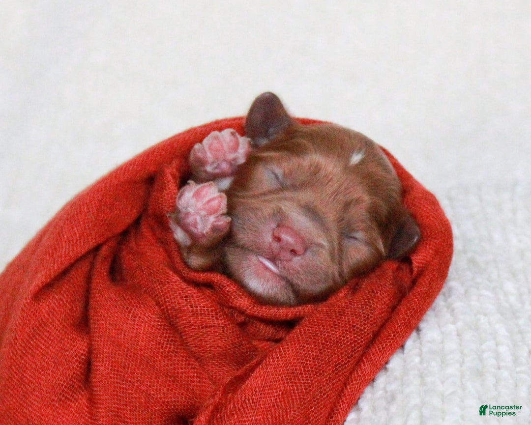 Cavapoo dogs for sale: Tumbletwig - Image 3
