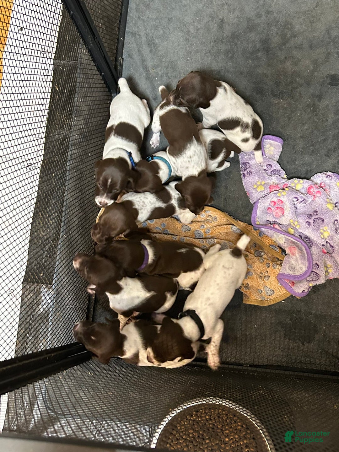 German Shorthaired Pointer dogs for sale: Black - Image 4