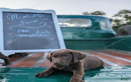 Labrador Retriever dogs for sale: Dakota - Image 1