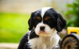 Cavalier King Charles Spaniel dogs for sale: Nero - Image 1