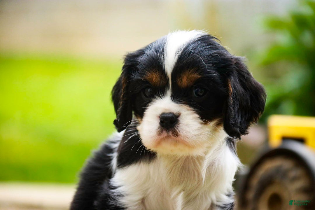 Cavalier King Charles Spaniel dogs for sale: Nero - Image 1