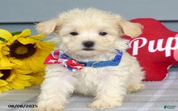 Maltipoo dogs for sale: Mason - Image 9