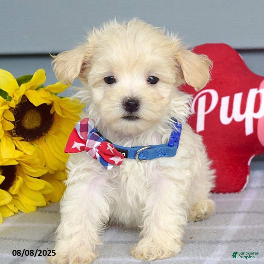 Maltipoo dogs for sale: Mason - Image 9