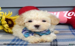 Maltipoo dogs for sale: Max - Image 10