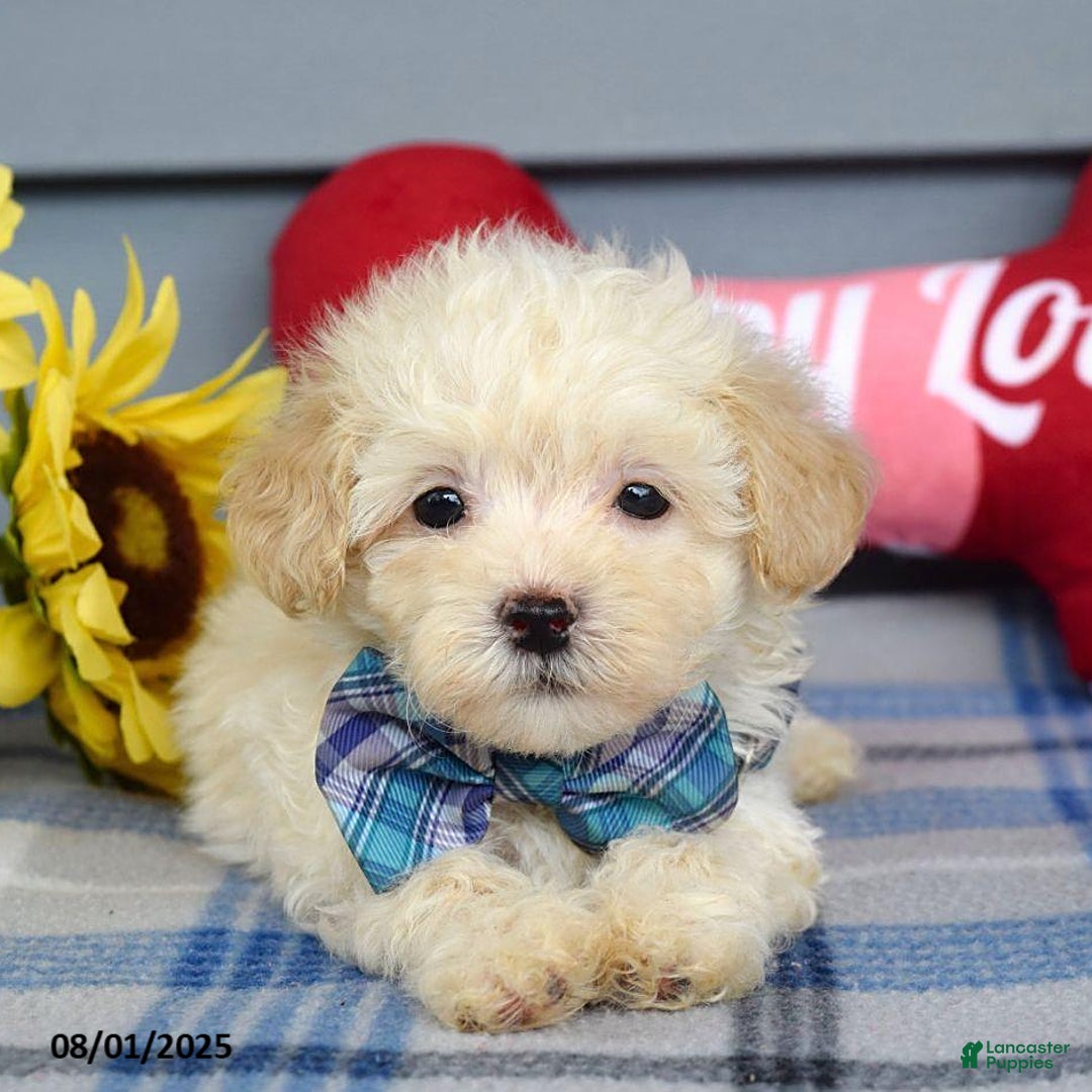 Maltipoo dogs for sale: Max - Image 10