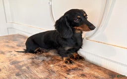 Dachshund dogs for sale: Charlie - Image 4