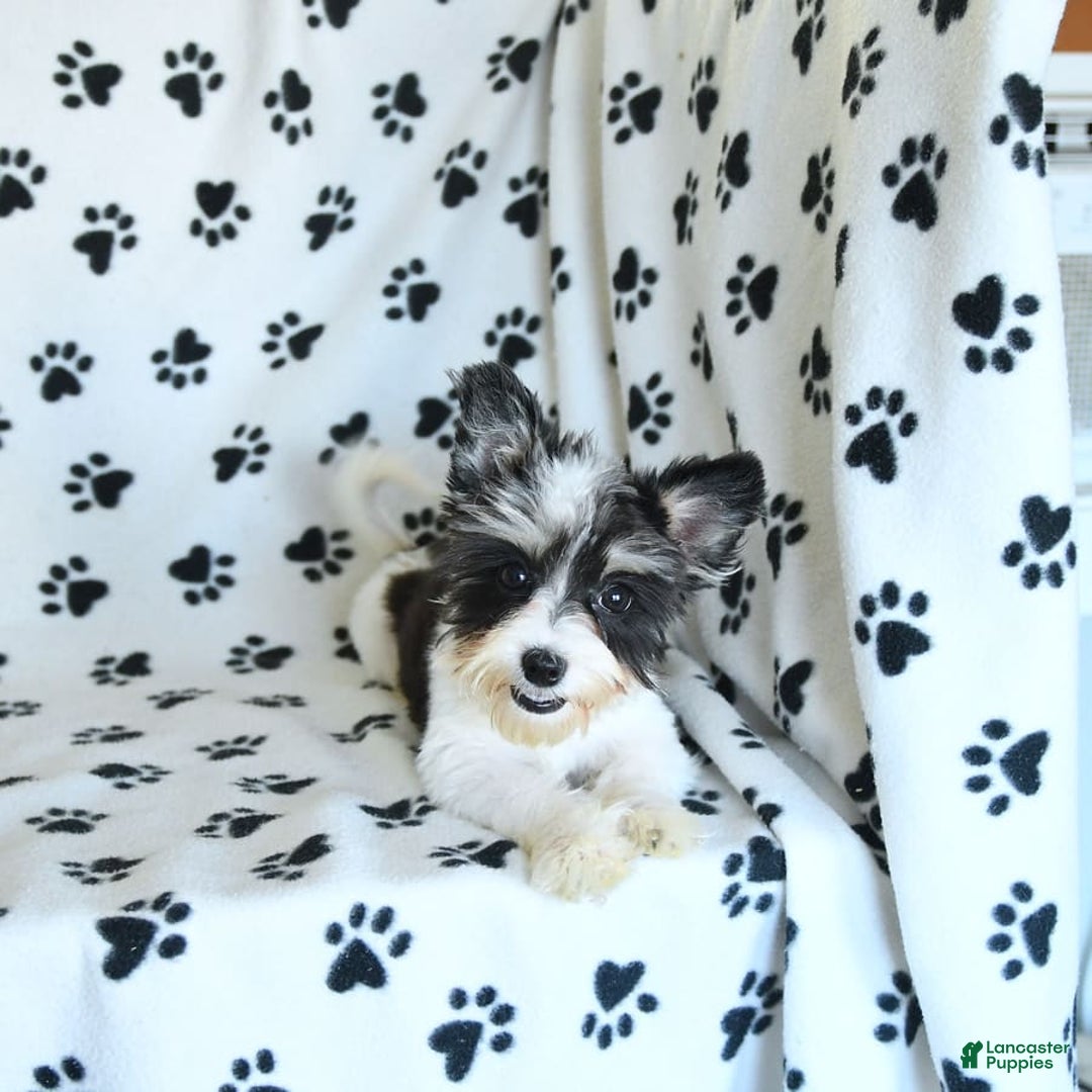 Morkie dogs for sale: Boots - Image 5