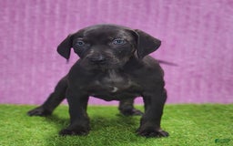 Catahoula Leopard Dog dogs for sale: Gabby 2025 F1 - Image 1