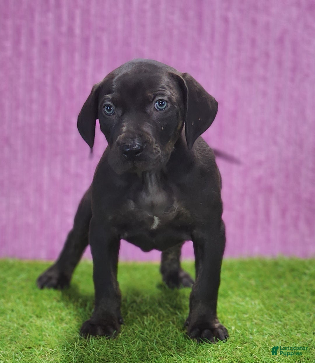 Catahoula Leopard Dog dogs for sale: Gabby 2025 F1 - Image 1
