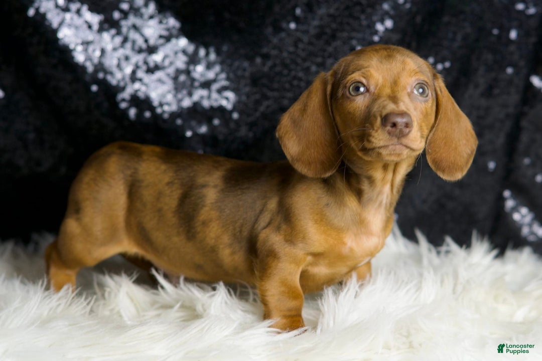 Miniature Dachshund dogs for sale: Stretch - Image 6