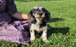 Cavapoo dogs for sale: Brittany - Image 2