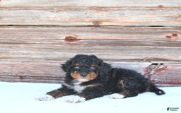 Miniature Poodle dogs for sale: Milo - Image 8