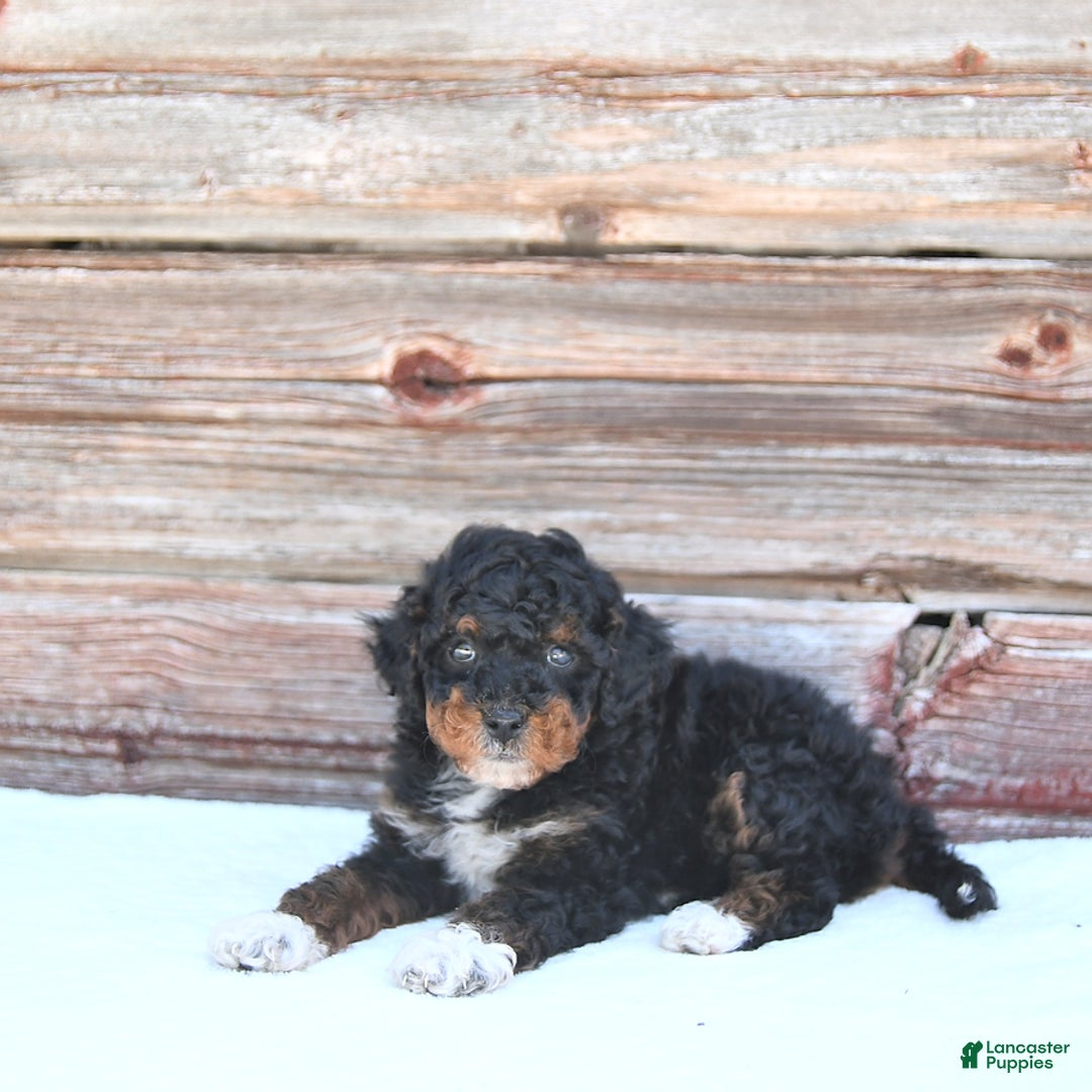 Miniature Poodle dogs for sale: Milo - Image 8